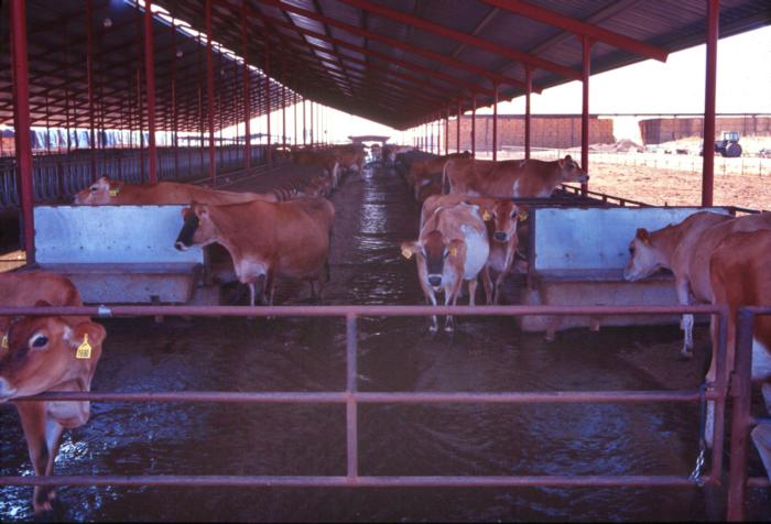 cows-in-flush-2